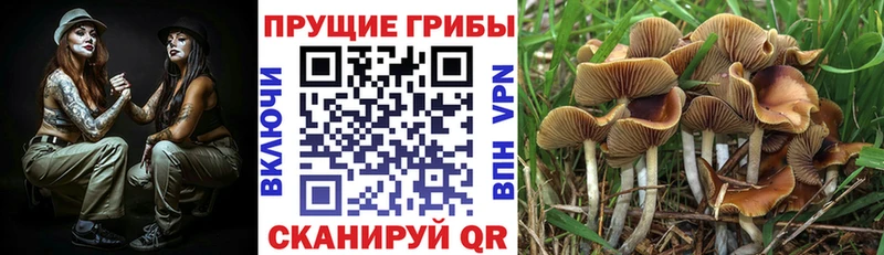 даркнет сайт ОМГ ОМГ онион Галлюциногенные грибы Psilocybe Пойковский
